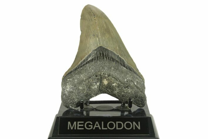 Serrated, Fossil Megalodon Tooth - North Carolina #382609
